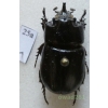 Clyster itys (Olivier, 1789) male 25mm Malaysia25a